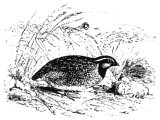 Quail (Cortunix dactylisonans), Heb. SseLWa (Ex.16, Num.11, Ps.105.40, 78.27-31, 88.27)